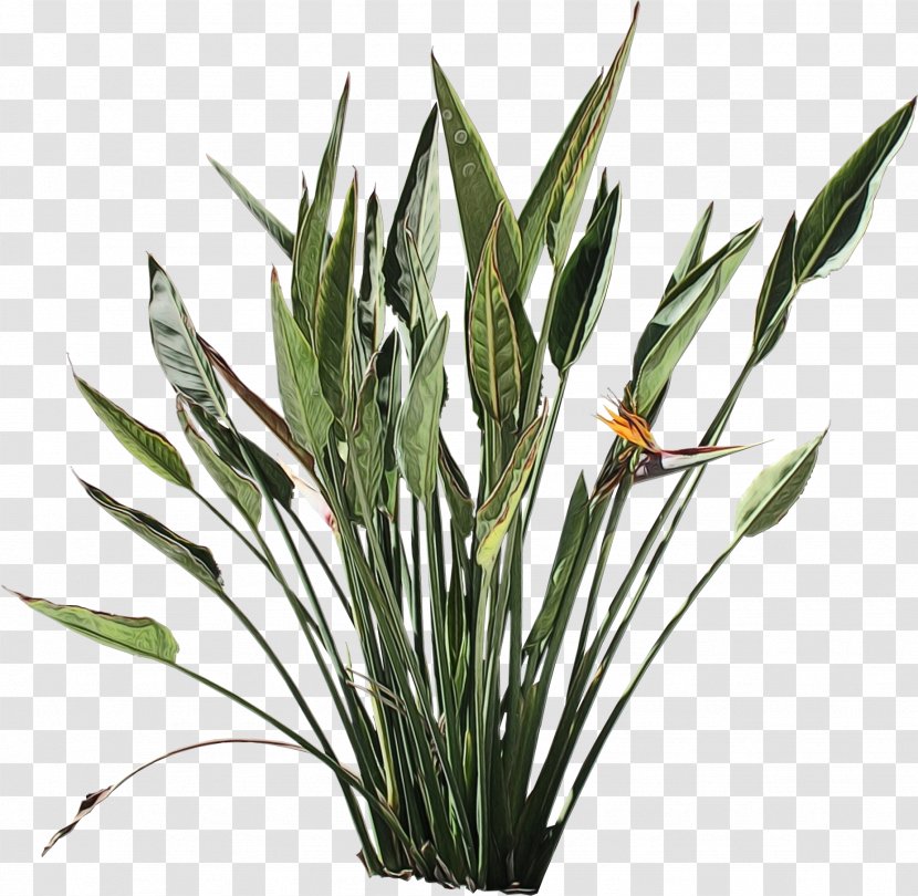 Bird Of Paradise - Terrestrial Plant - Grass Family Transparent PNG