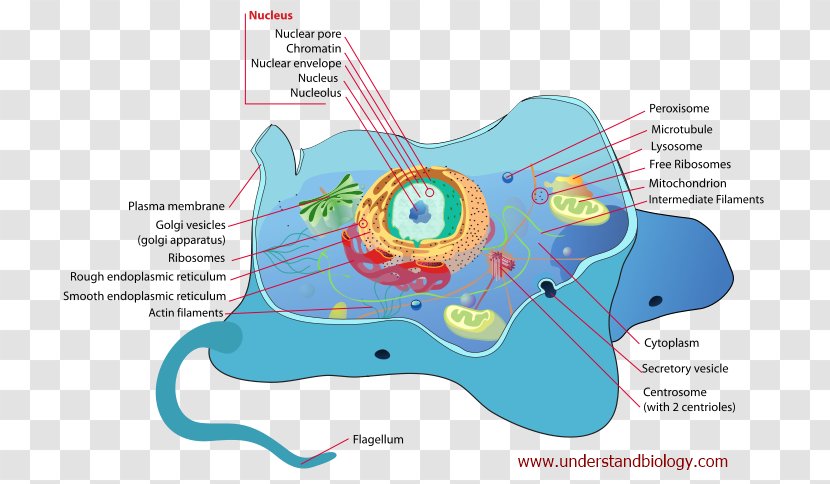 Cell Membrane Biology Eukaryote Cellular Respiration - Flower - Unicellular Organism Transparent PNG