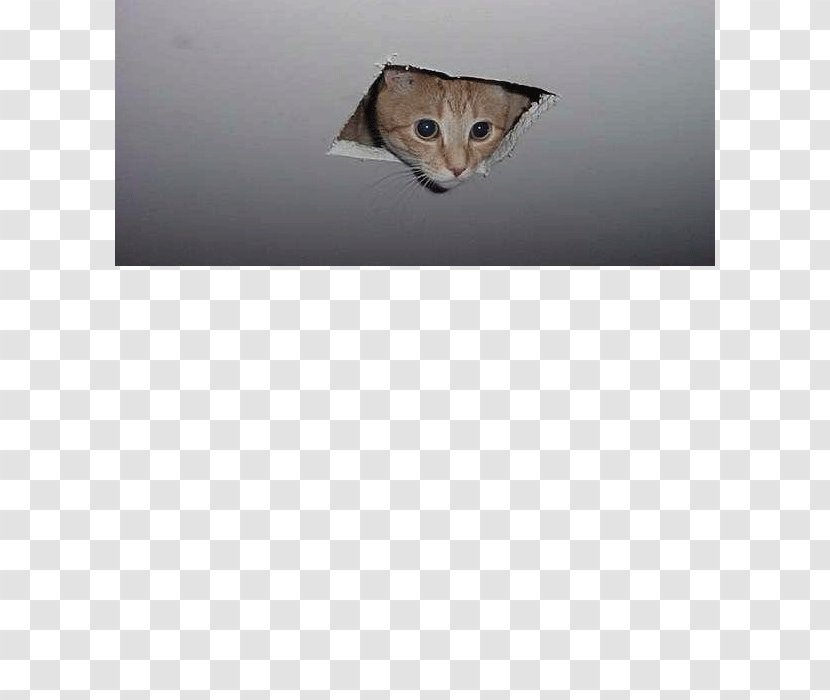 Whiskers Cat Lucas Oil Stadium Ceiling Transparent PNG