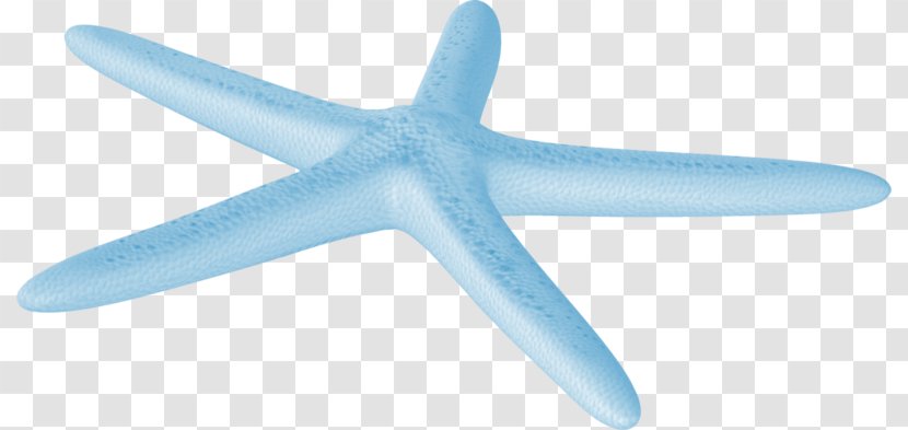 Starfish Sea - Qversion - Ocean Free To Pull The Material Image Transparent PNG