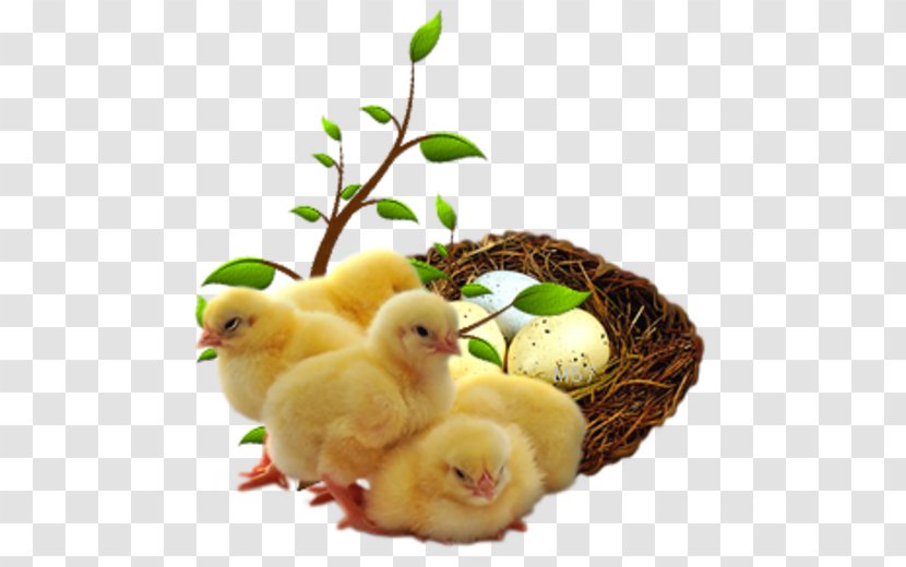 Chicken Duck Endive Food Scallion - Leaf Vegetable Transparent PNG