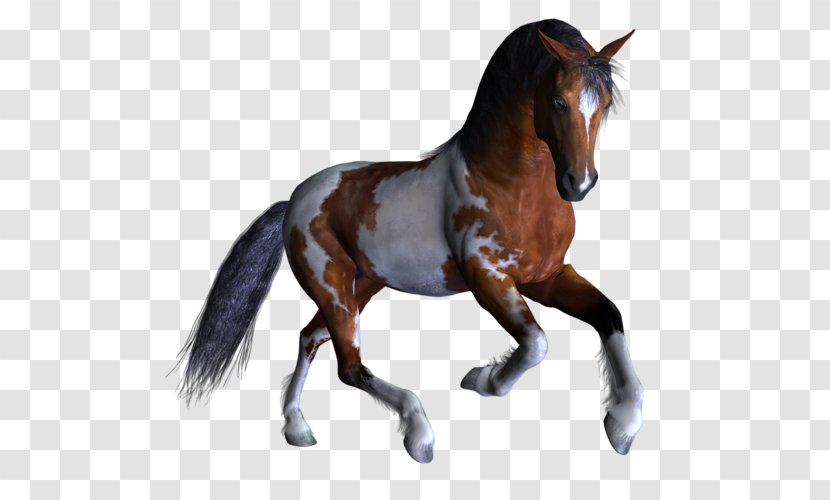 Mustang Stallion Pony Rein Wild Horse Transparent PNG
