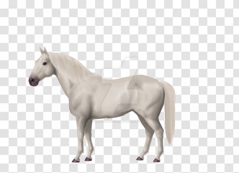 American Paint Horse Warmblood Cream Draft Akhal-Teke Pony - Breed Transparent PNG