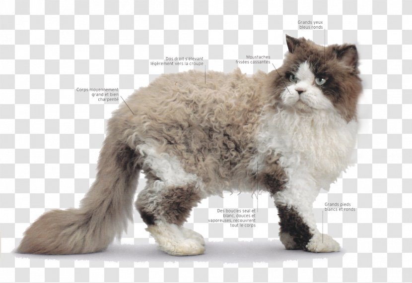 Ragdoll Selkirk Rex British Shorthair Whiskers Maine Coon - Persian Cat Transparent PNG