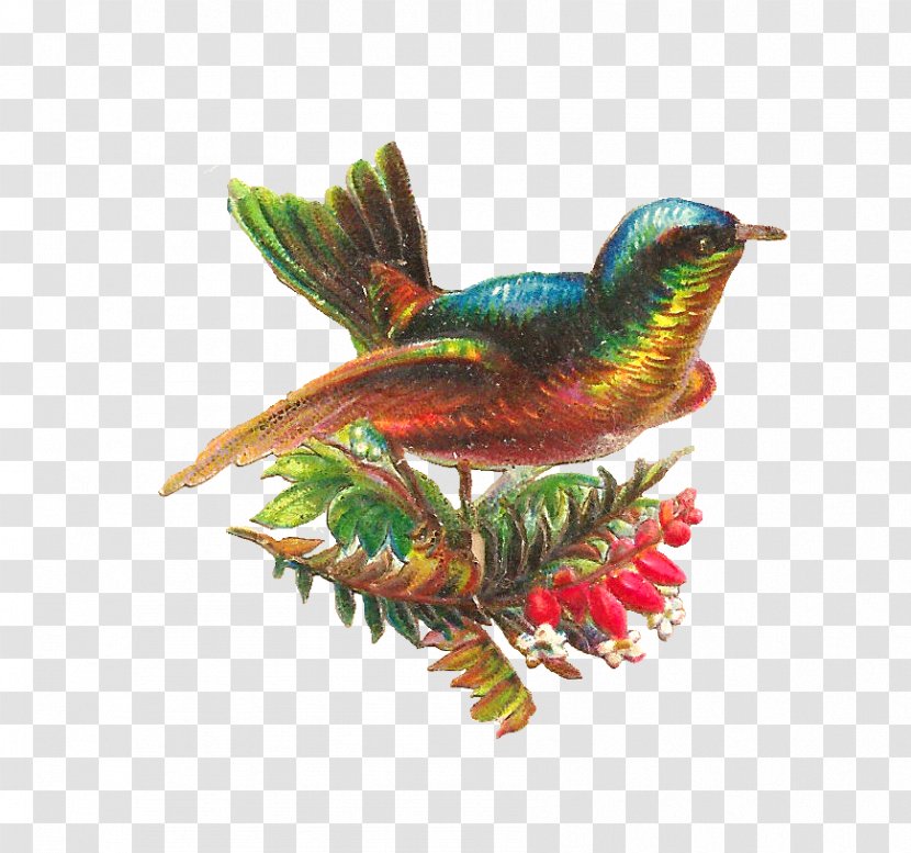 Lovebird Hummingbird Parrot Clip Art - Birdcage - Bird Graphic Transparent PNG