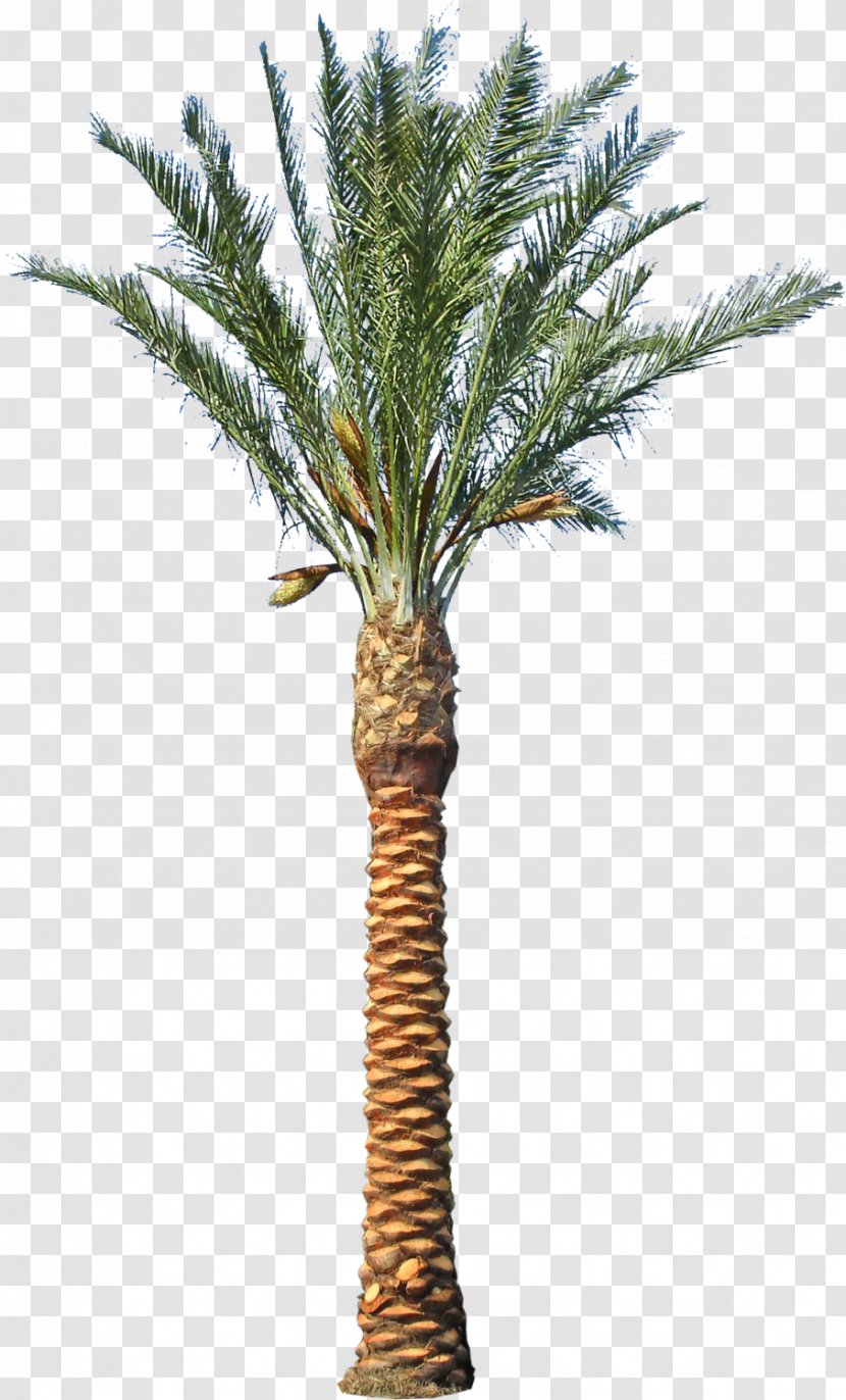 Asian Palmyra Palm Date Phoenix Canariensis Arecaceae Tree - Ficus Microcarpa Transparent PNG
