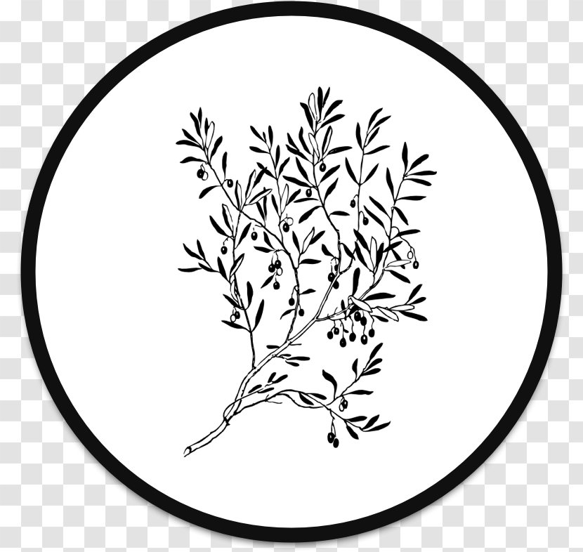 Olive Branch Clip Art Transparent PNG