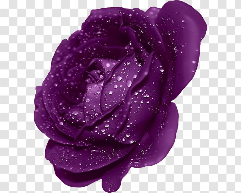 Blue Rose Mobile Phone Wallpaper - Flower - Purple With Dew Clipart Transparent PNG