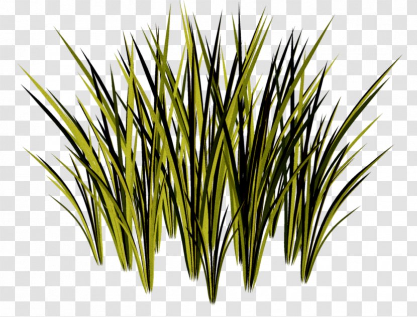 Herbaceous Plant Grasses - Sweet Grass Transparent PNG