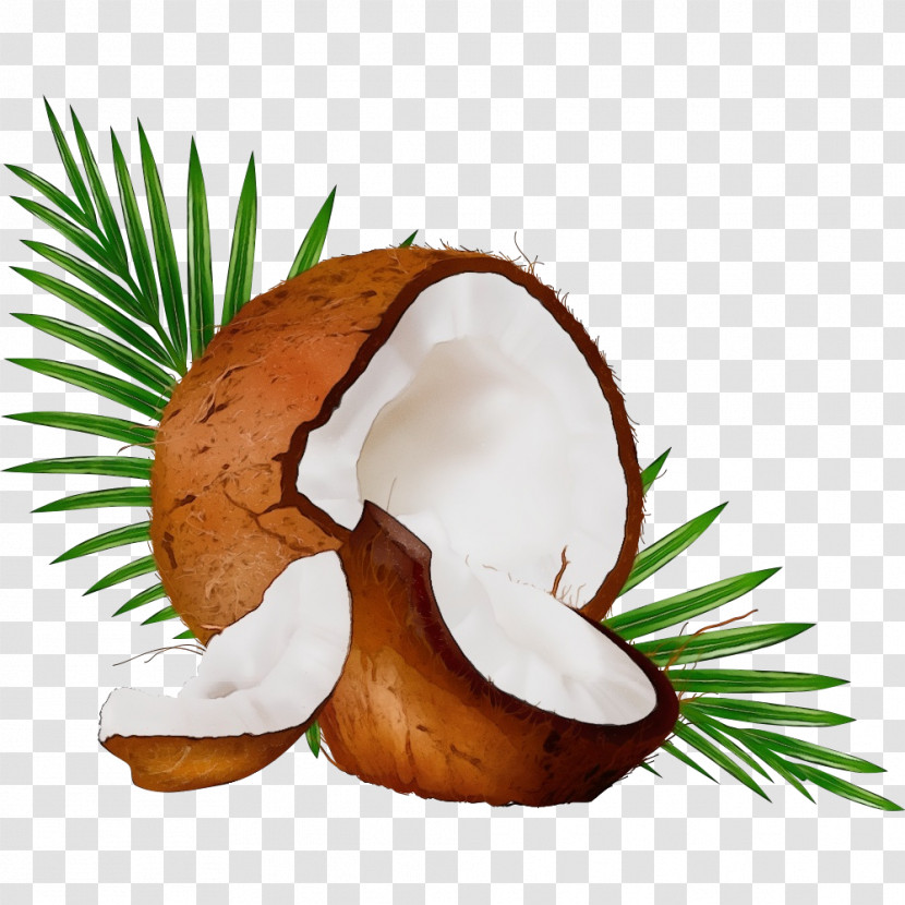 Coconut Transparent PNG