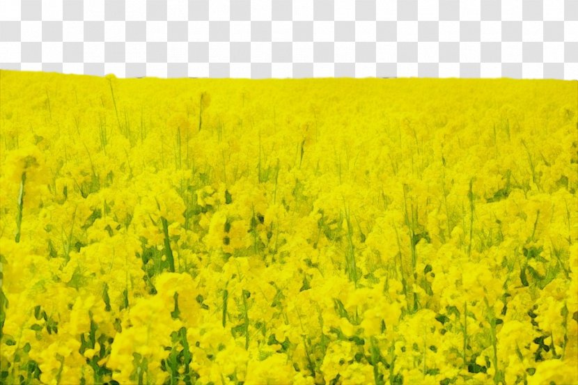 Rapeseed Field Yellow Mustard Plant - Paint - Brassica Rapa Canola Transparent PNG