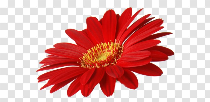 Cut Flowers Transvaal Daisy Clip Art - Gerbera - Flower Transparent PNG