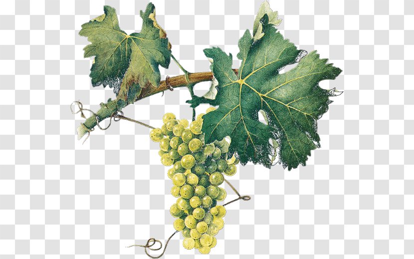 Sultana Common Grape Vine Vigne Fruit - Plant Transparent PNG
