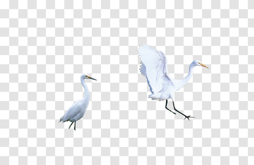Mute Swan Bird Icon - Crane - White Transparent PNG