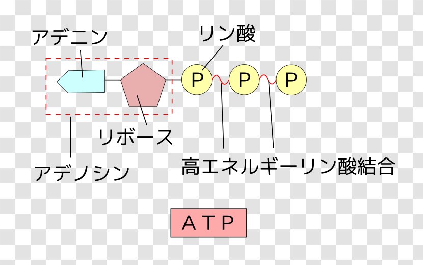 Adenosine Triphosphate Diphosphate Citric Acid Cycle Energy ADP/ATP Translocase - Diagram Transparent PNG