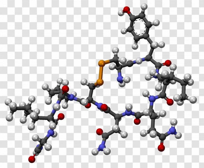 Oxytocin Hormone Pituitary Gland Hypothalamus Molecule - Mammary - Fille Transparent PNG