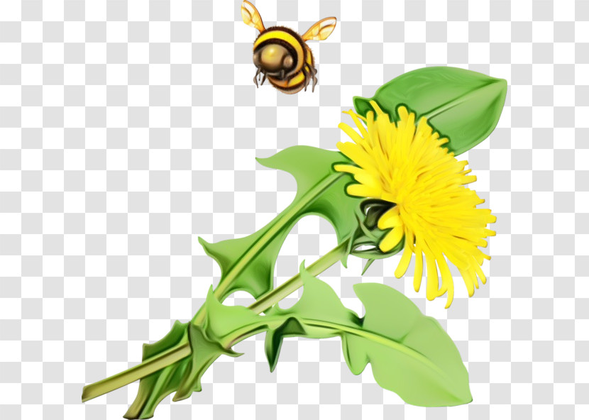 Pollen Honey Bee Bees Dandelions Insects Transparent PNG