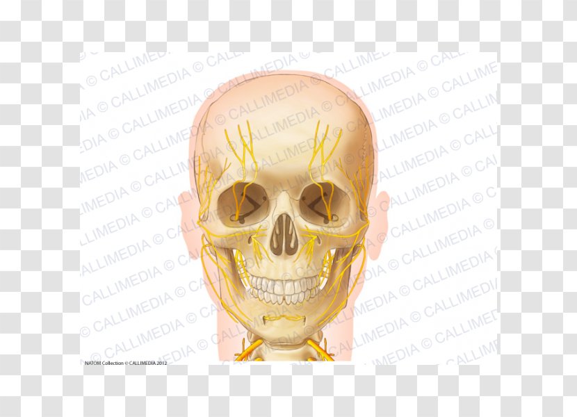Skull Anatomy Nerve Zygomatic Bone Neck - Jaw Transparent PNG