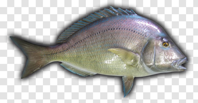 Tilapia Northern Red Snapper Bass Cod Porgy Fishing - Fish - Boston Lobster Transparent PNG