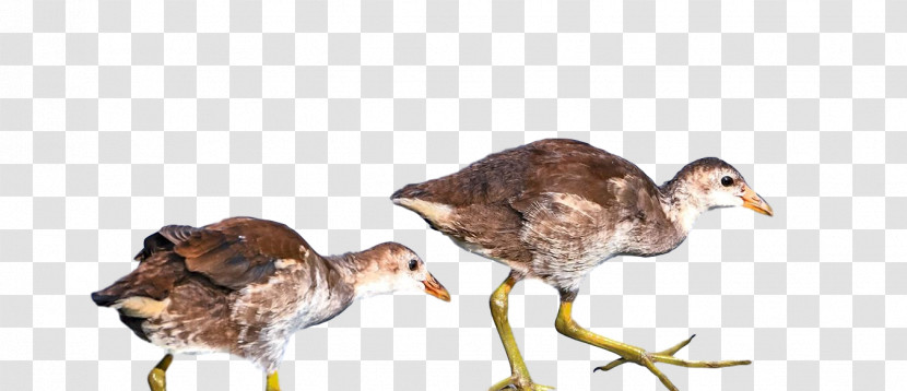 Landfowl Duck Birds Beak Water Bird Transparent PNG