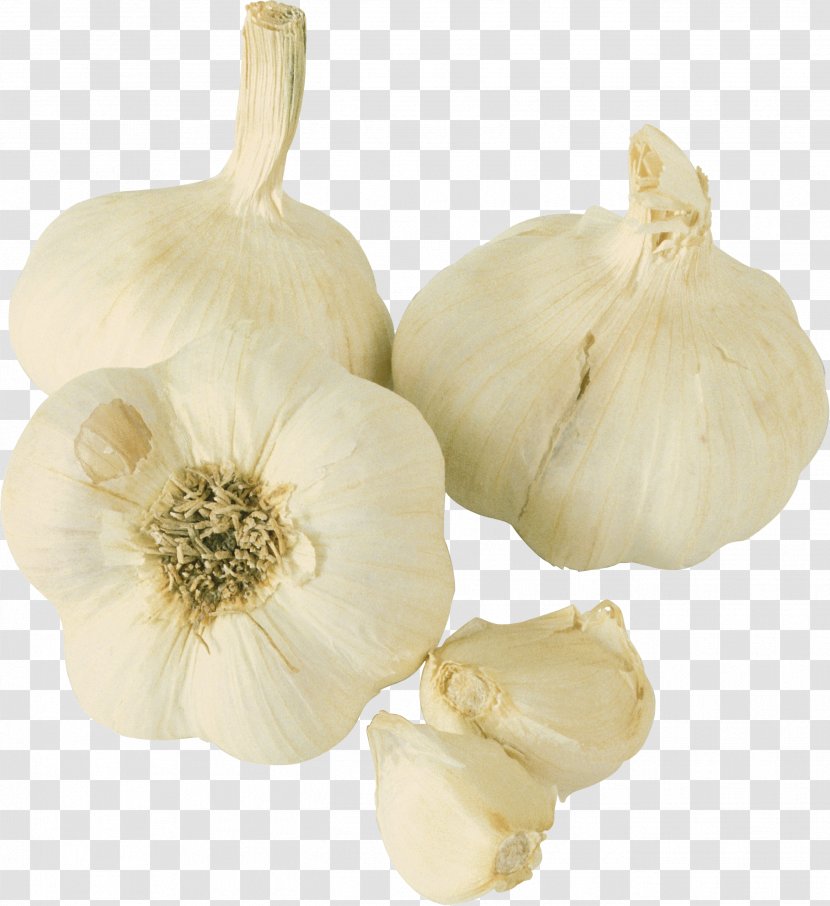 Garlic Prebiotic Probiotic Food Vegetable - Vitamin Transparent PNG