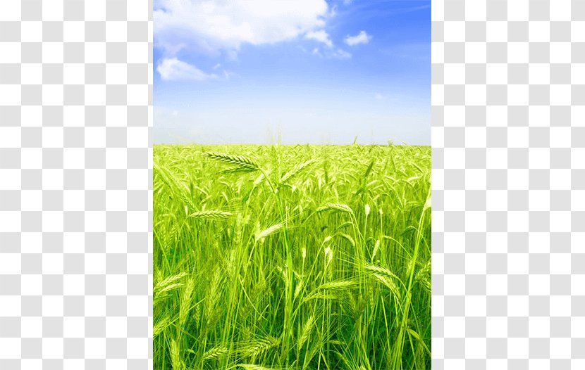 Barley Green Wheat Field With Cypress Fields The Shutterstock - Rye Transparent PNG