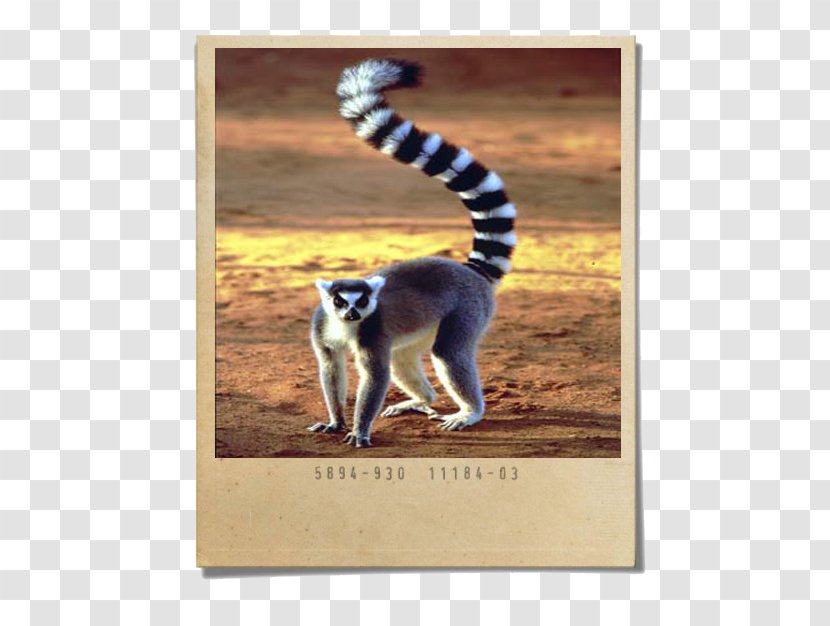Lemurs African Wild Dog Australia Zoo Madagascar Lion - Primate Transparent PNG