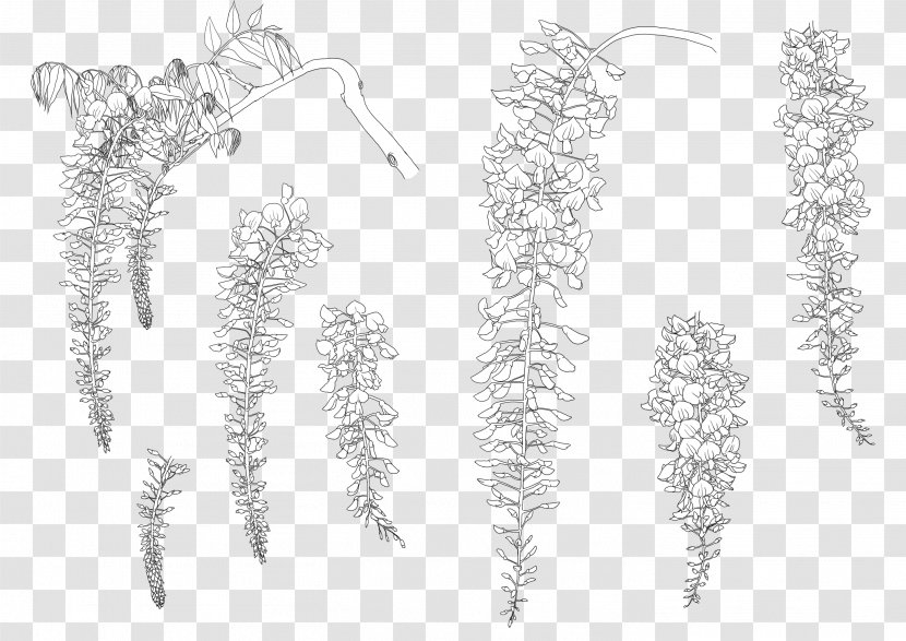 Twig Grasses Line Art Font - Drawing - Study Of Plants Transparent PNG