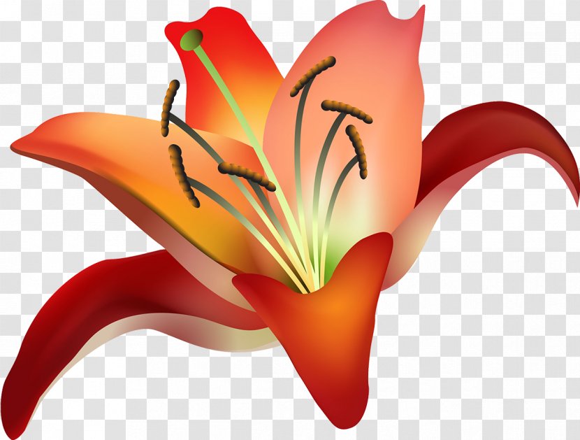 Hippeastrum Amaryllis Belladonna Cut Flowers Plant Stem Close-up - Orange - 103 Transparent PNG