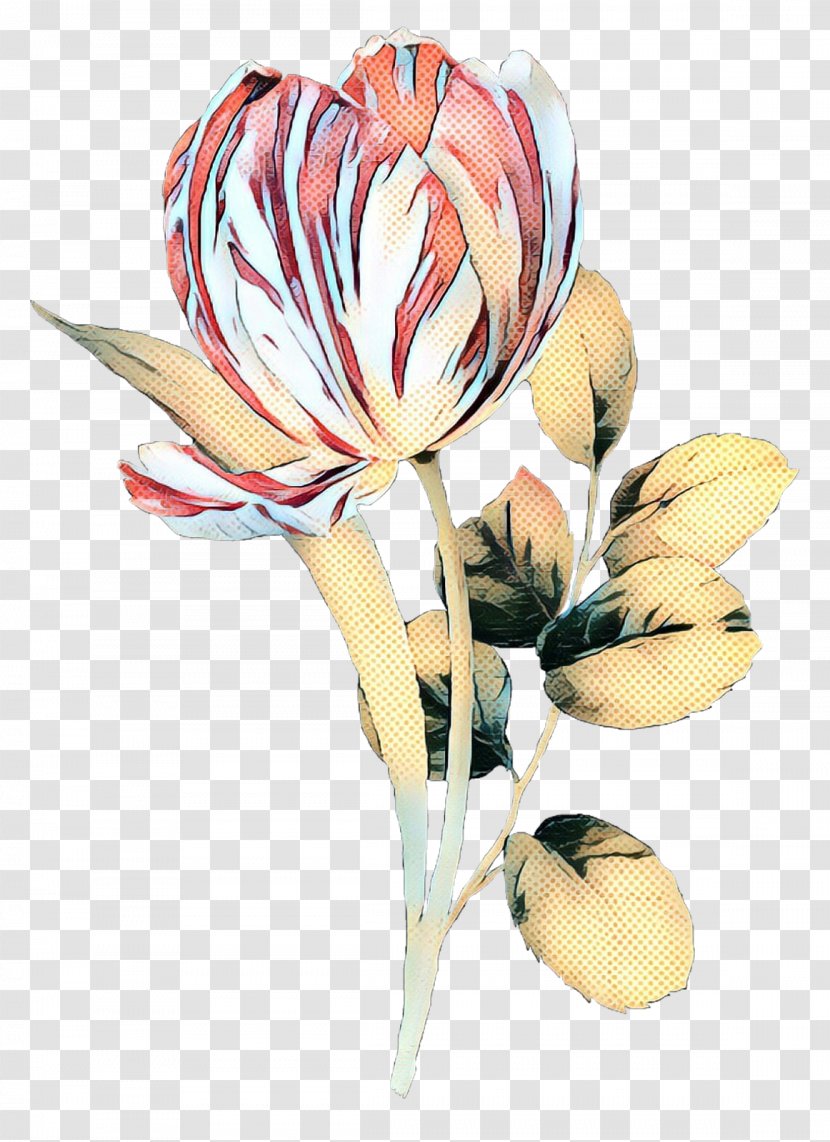 Lily Flower Cartoon - Protea - Bud Plant Stem Transparent PNG