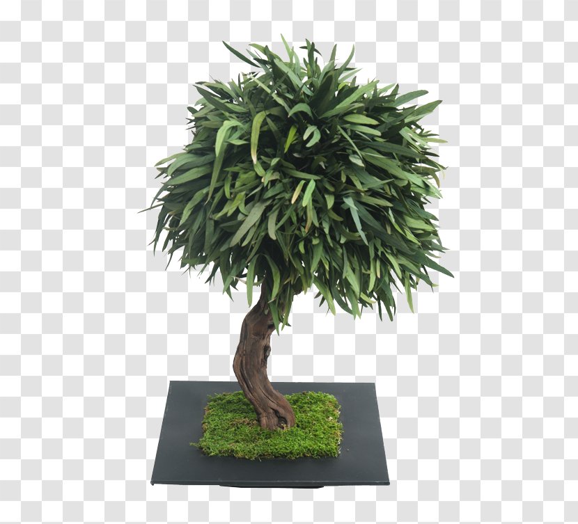 Bonsai Raintree Olive Podocarpus Macrophyllus - Plant Transparent PNG