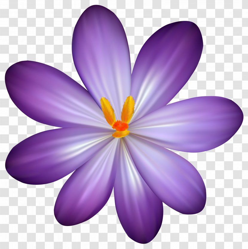 Flower Purple Clip Art - Common Daisy - Crocus Clipart Image Transparent PNG