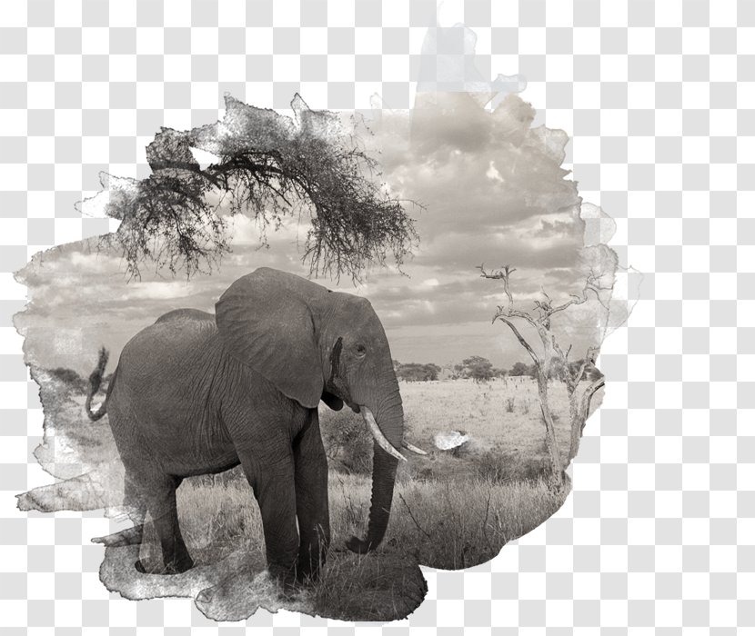 African Elephant Indian Tusk Black & White - Elephants And Mammoths - M Transparent PNG