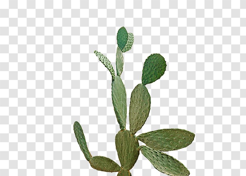 Graphic Design Herb Communication Graphics Transparent PNG