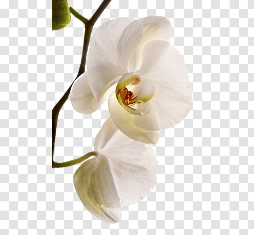 Moth Orchids Sala De Fiestas Orquidea BAUER Joyeros - Plant - Flor Branca Transparent PNG