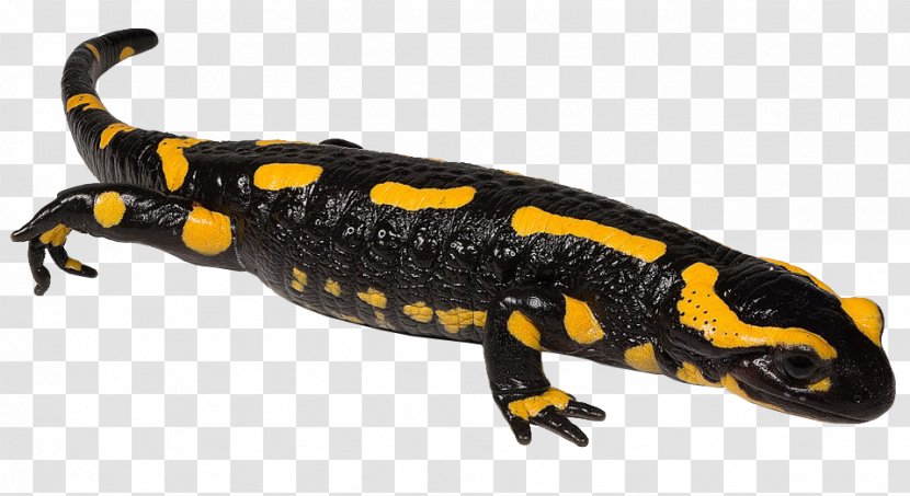 Newt Fire Salamander Spotted Spring Samandarin - Reptile - Amphibians Transparent PNG