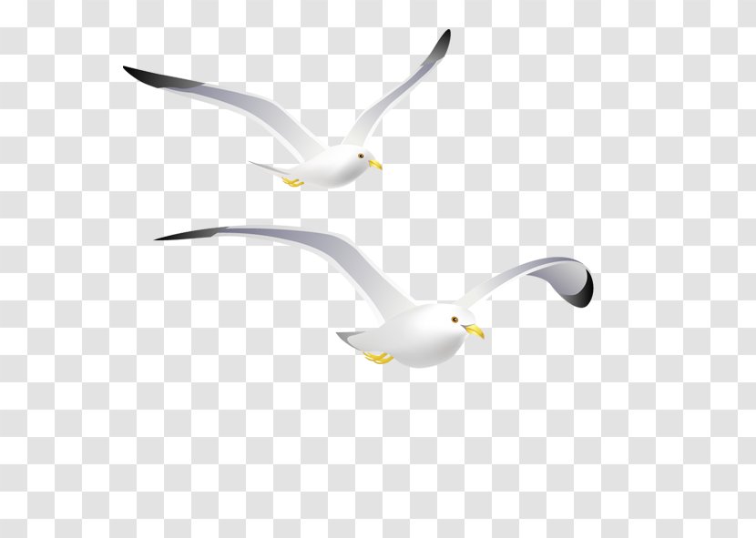 Gulls Common Gull White - Product Design Transparent PNG