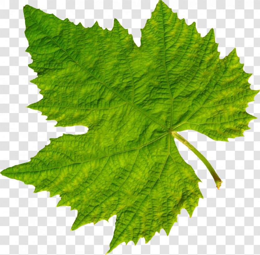 Common Grape Vine Leaves Clip Art - Vitis Transparent PNG