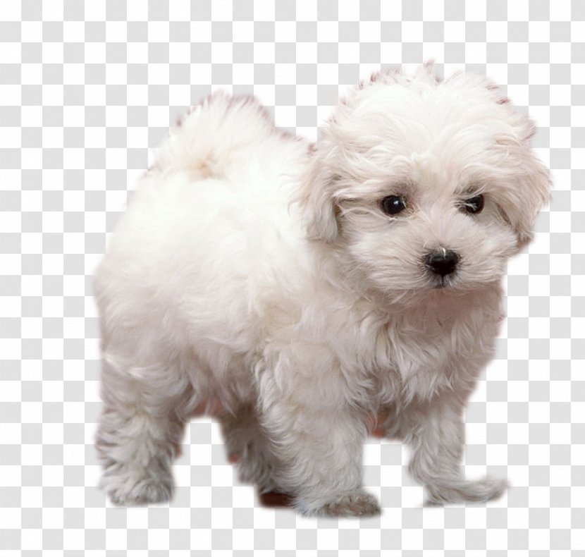 Puppy Animal Terrier Breed - Poodle Crossbreed - White Dog Standing Transparent PNG