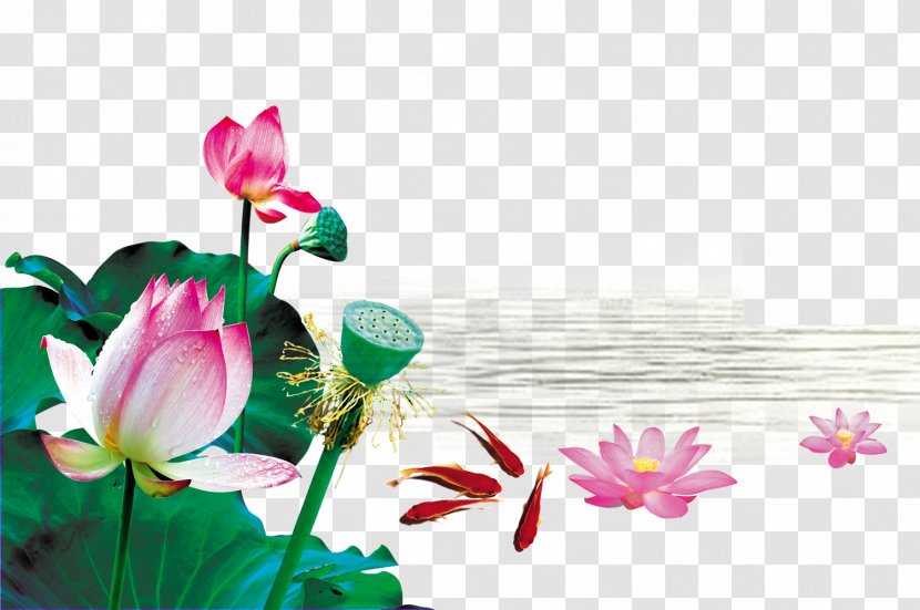 Analects Lu Disciples Of Confucius Junzi Written Vernacular Chinese - Lotus Family - Creative Pond Transparent PNG