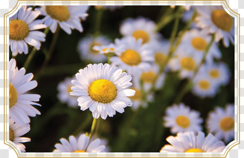 Herb Roman Chamomile Essential Oil - Spring Transparent PNG