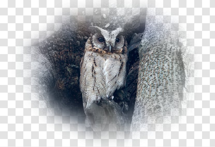 Owl Desktop Wallpaper Computer Environment - Digital Art Transparent PNG