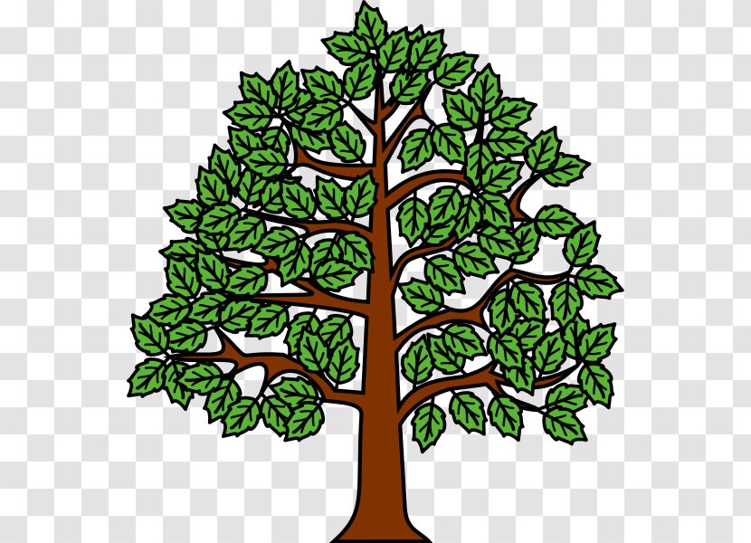 Heraldry European Beech Heràldica Catalana Tree Clip Art Transparent PNG