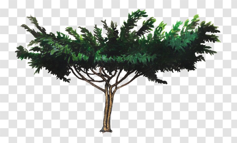 Shrub Leaf Pine Family Plant Stem Base - Grass - Muntingia Calabura Transparent PNG