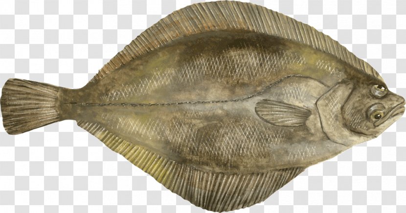 Flounder Sole Fauna Tilapia - Fish - Mahi Transparent PNG