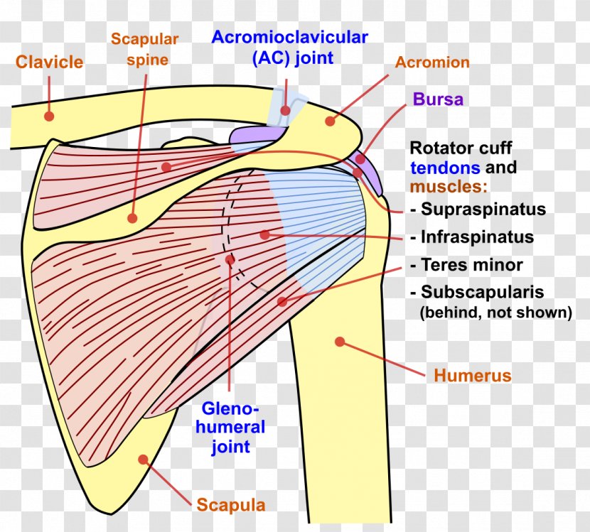 Scapula Humerus Shoulder Joint Clavicle - Cartoon - Arm Transparent PNG