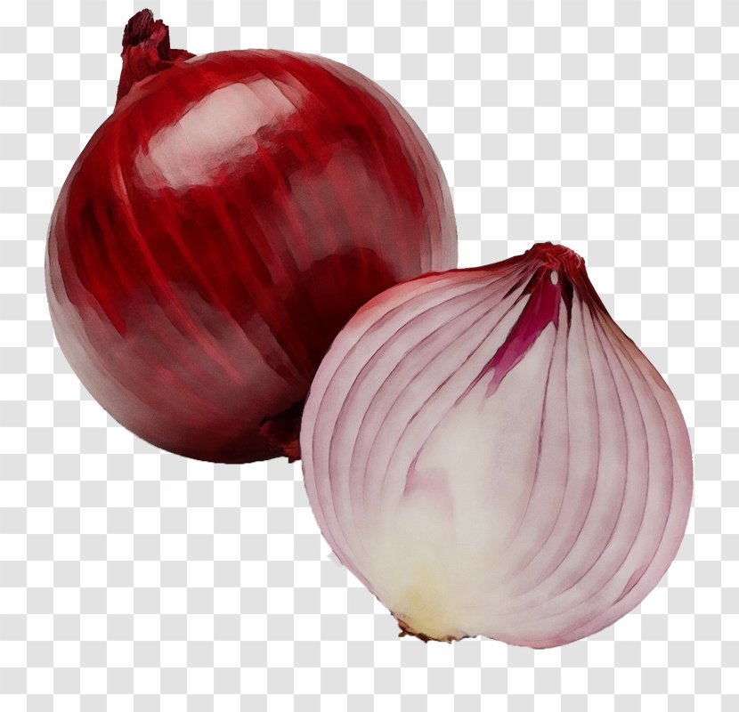 Red Onion Vegetable Food Yellow - Wet Ink - Flowering Plant Shallot Transparent PNG