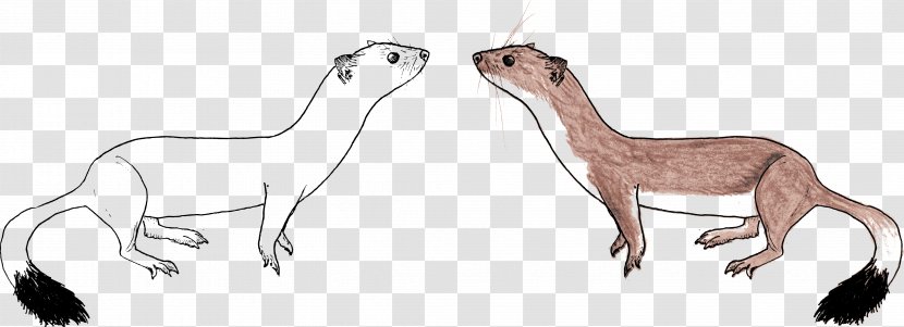Drawing Stoat Mammal Sketch - Hare - Illustration Transparent PNG