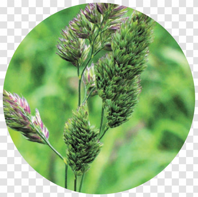 Cat Grass Seed Herbaceous Plant Meadow - Perennial - Cover Crops Transparent PNG