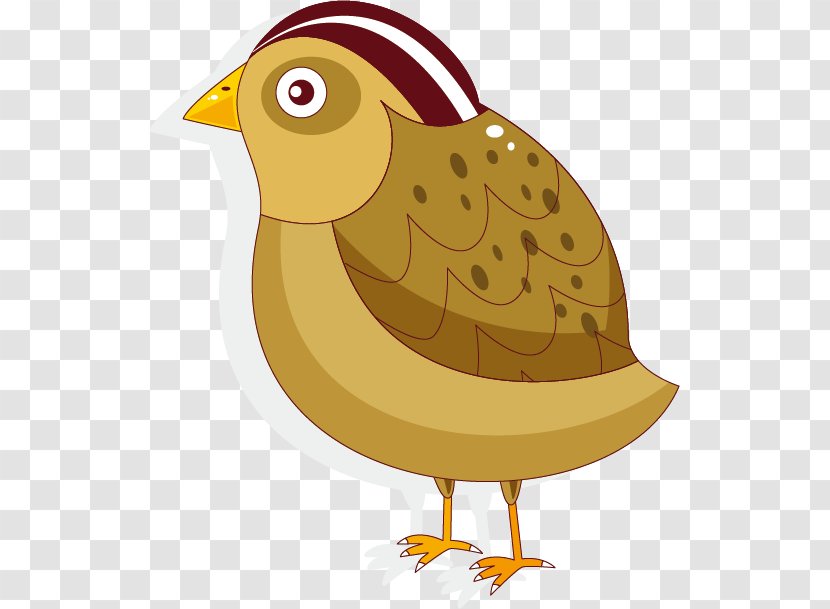 Bird Cartoon - Rooster - Cute Transparent PNG